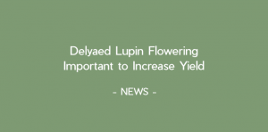 Delayed Lupin Flowering